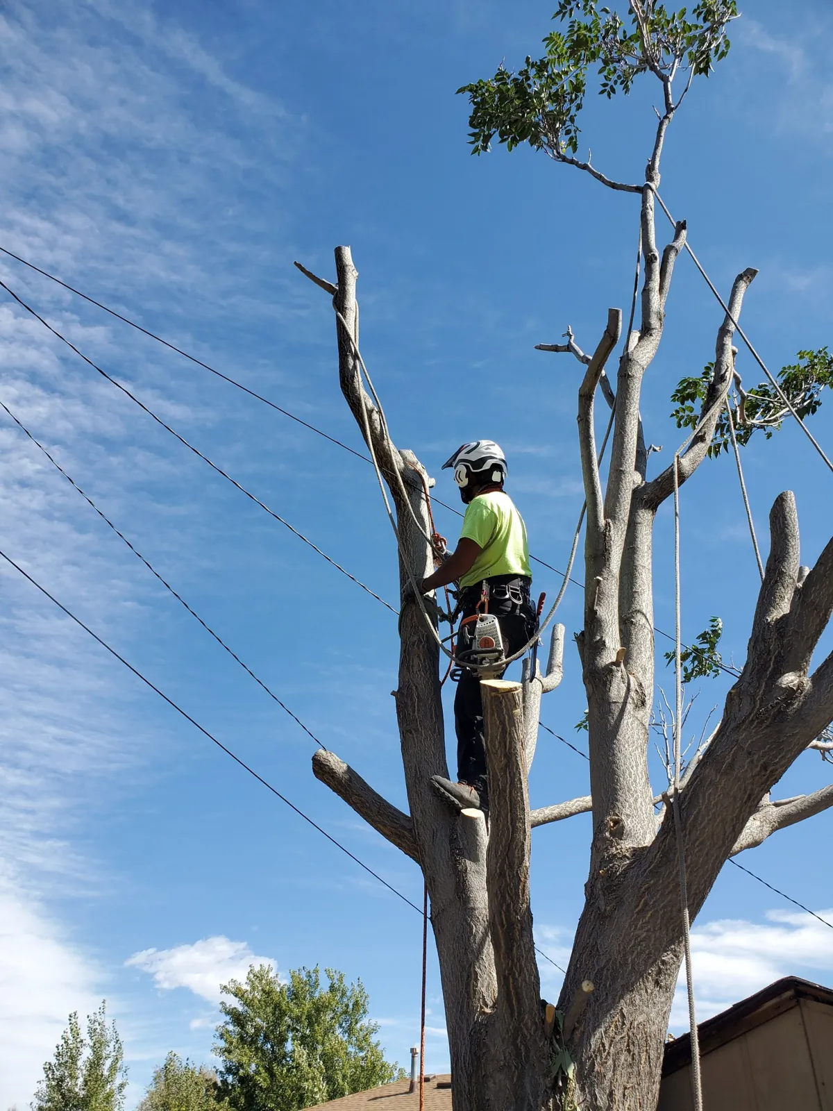 Devora arborist roped in high in a tree near power lines