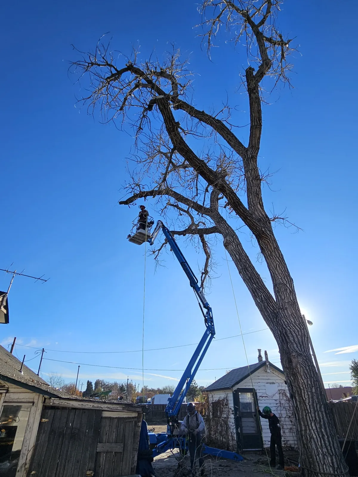 Devora crew using a boom lift on a tall cottonwood