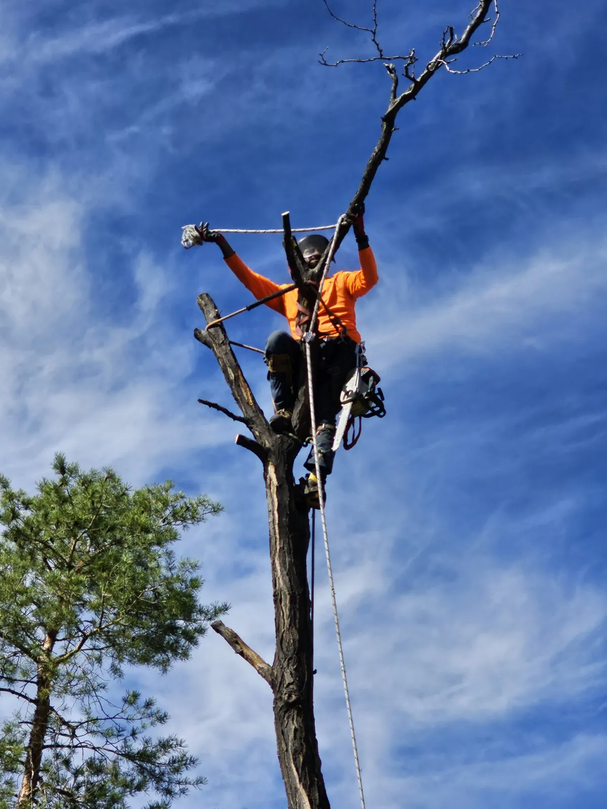 Devora climber at the top of a dead pine