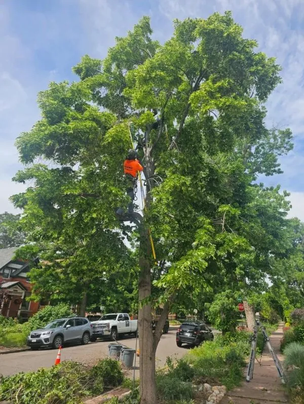 Devora climber trimming a tall street tree