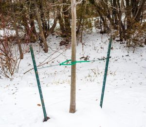 Small deciduous tree held straight by two metal rods and cables in winter.