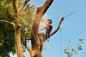 Arborist cutting tree, action shot. Chainsaw, rigging ropes, sawdust, warm sunset ligth and blue sky.
