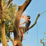 Arborist cutting tree, action shot. Chainsaw, rigging ropes, sawdust, warm sunset ligth and blue sky.
