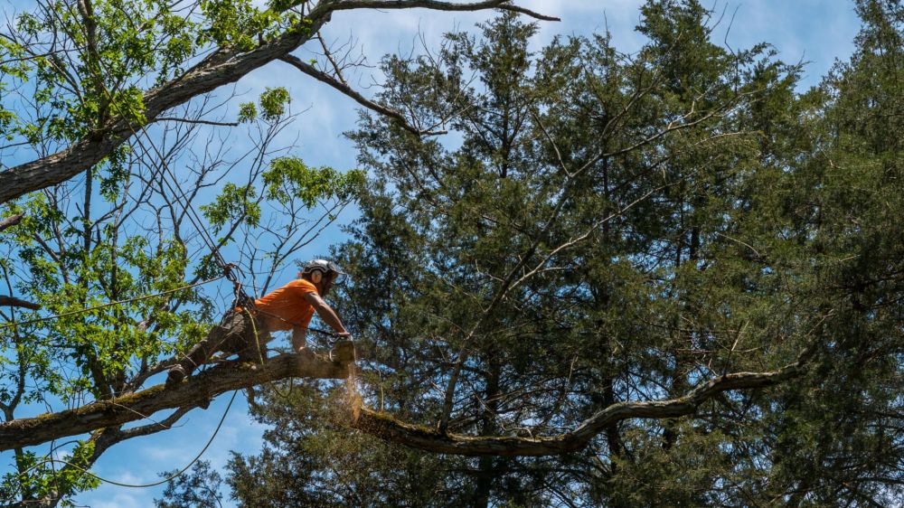 Worker in orange shirt climbing in tree cutting off dead branches in North Carolina