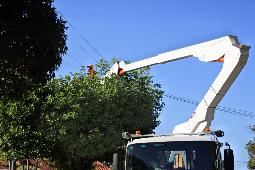 Powerline Tree Trimming in Columbine, CO Columbine, CO - Devora Tree ...